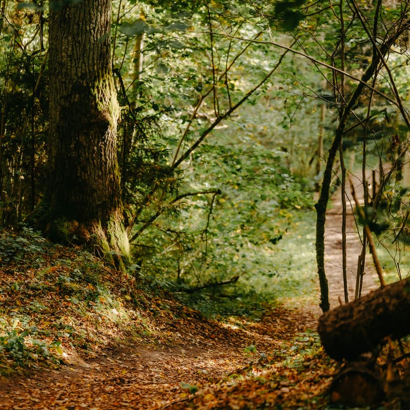 Cover Image for Forest Bathing+ session at Hatfield House