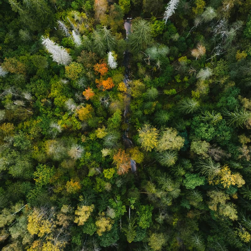 Cover Image for North Campus Tree Planting