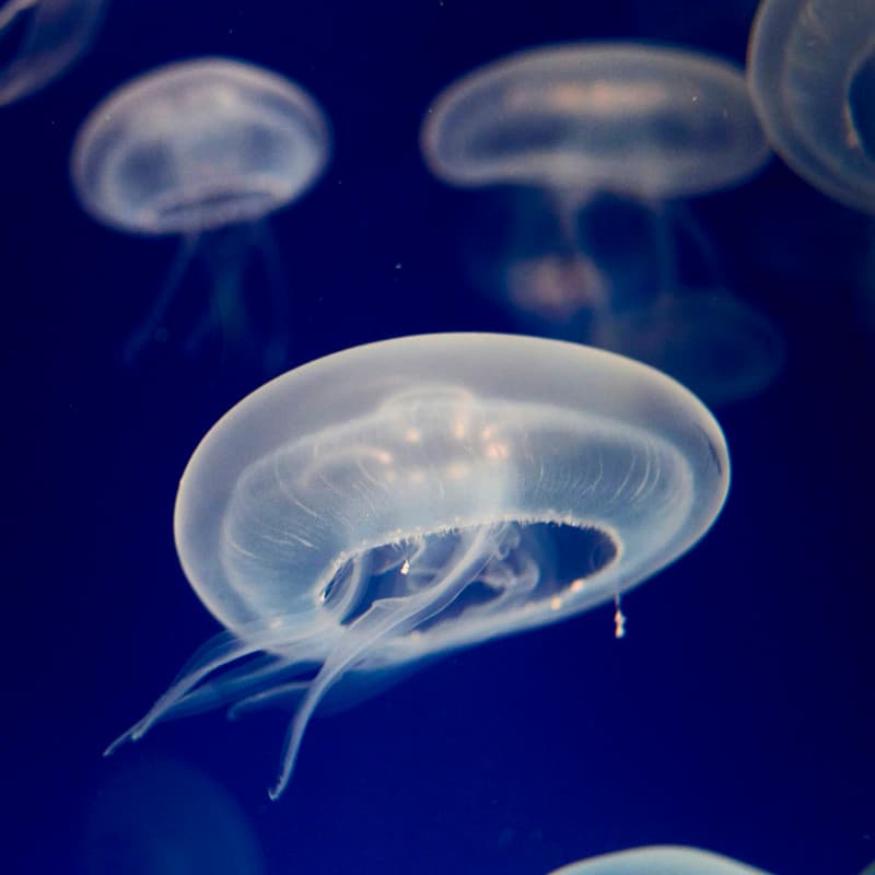 Cover Image for OceanX: AI/ML for Ocean Exploration