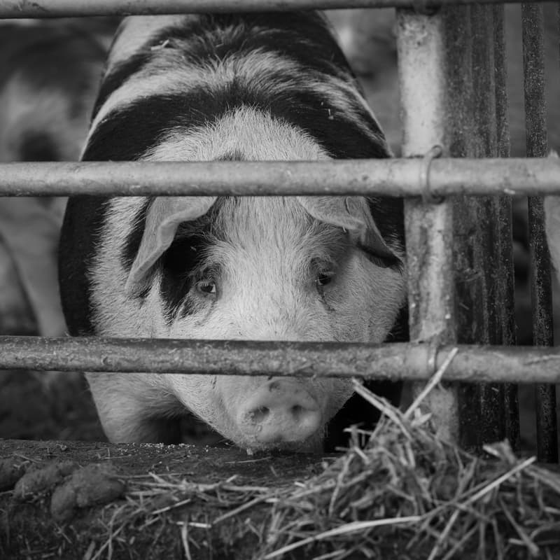 Cover Image for The Animal Question in AI: Speciesism, Bias, and Animal Welfare Policy