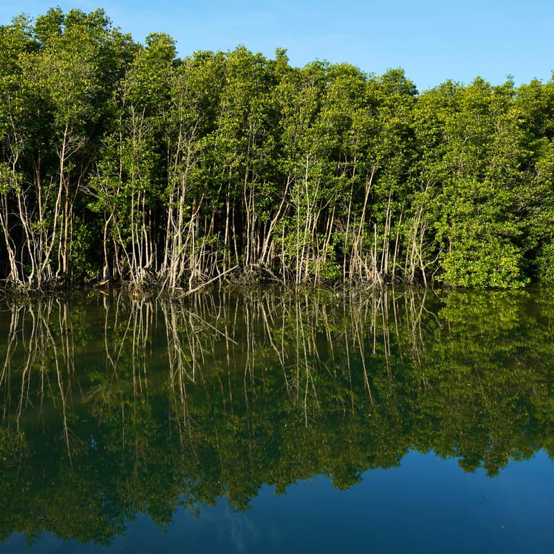 Cover Image for importance of mangroves to the eco system