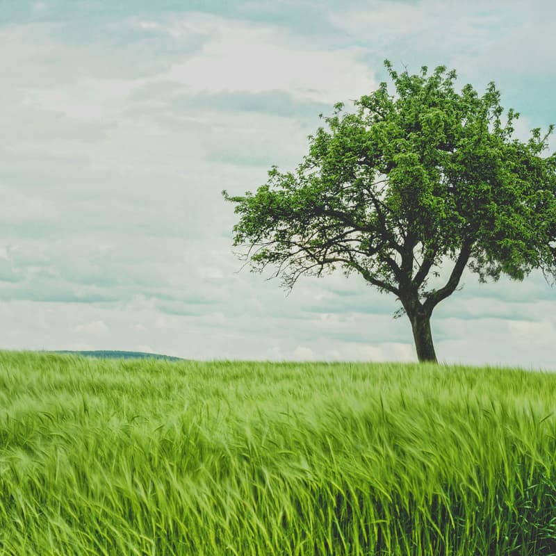 Cover Image for A Greener Goodbye: Exploring End-of-Life Disposition Options