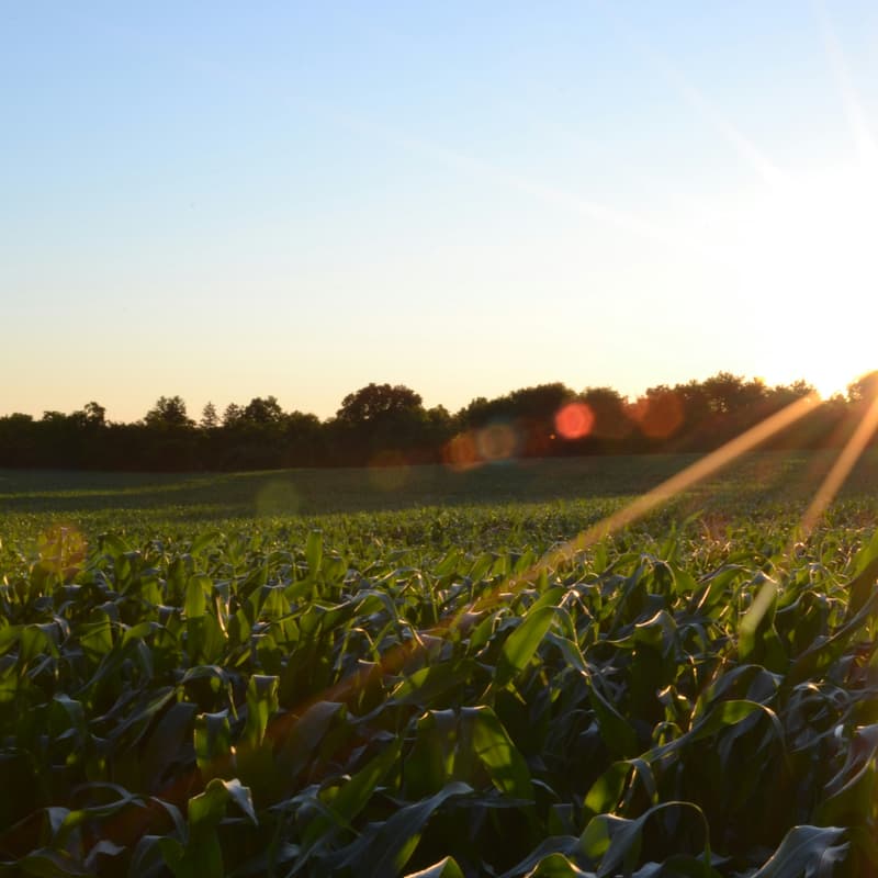Cover Image for Soil carbon: De-risking the dirt