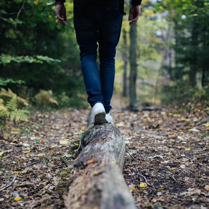 Cover Image for Into the Green – Walk Toward Regeneration