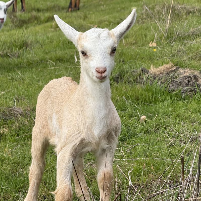 Cover Image for July Decelerator at Rancho San Gregorio: Hosted by Founders Guild