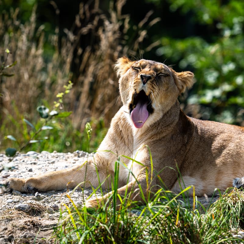 Cover Image for Erlebe Sony im Walter Zoo