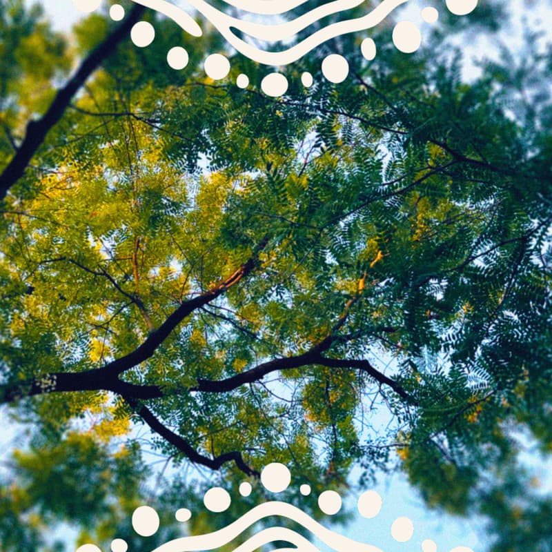 Cover Image for Interspecies Meditations