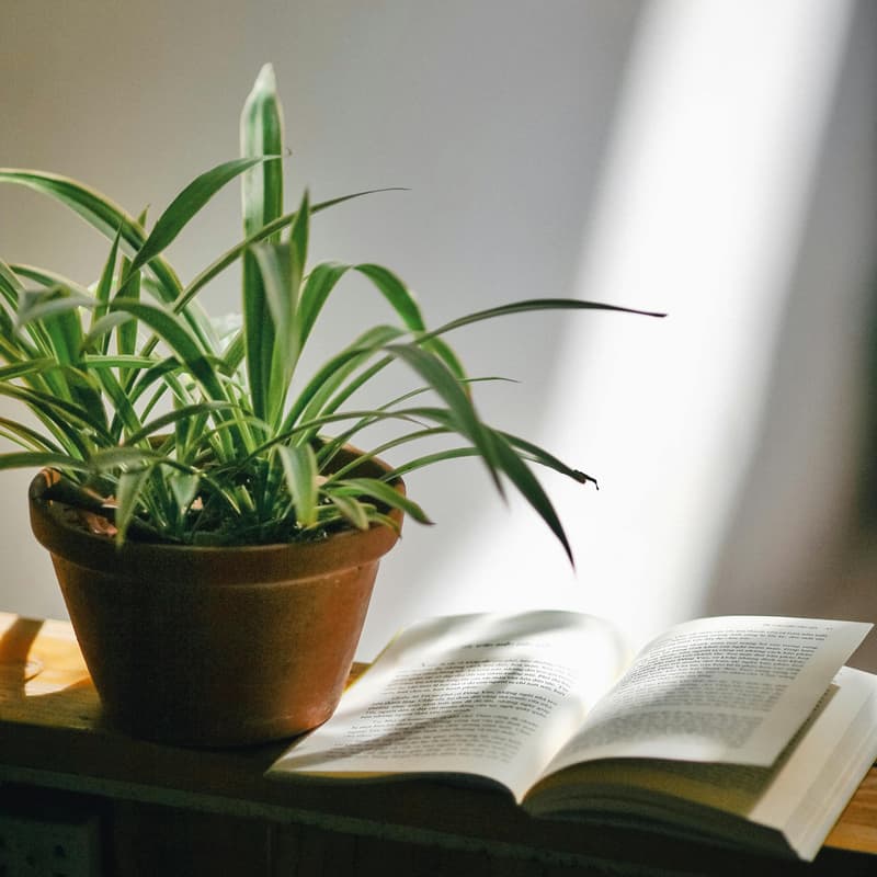 Cover Image for Therapist Chillout: Book & Plant Swap