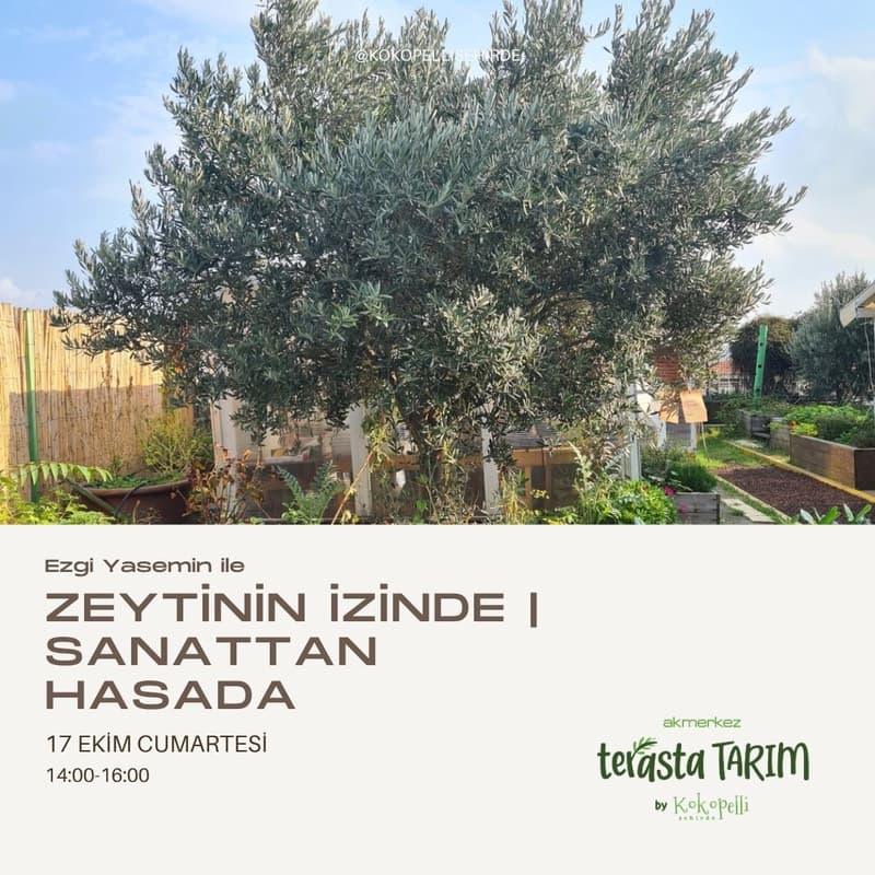 Cover Image for Zeytinin İzinde | Sanattan Hasada