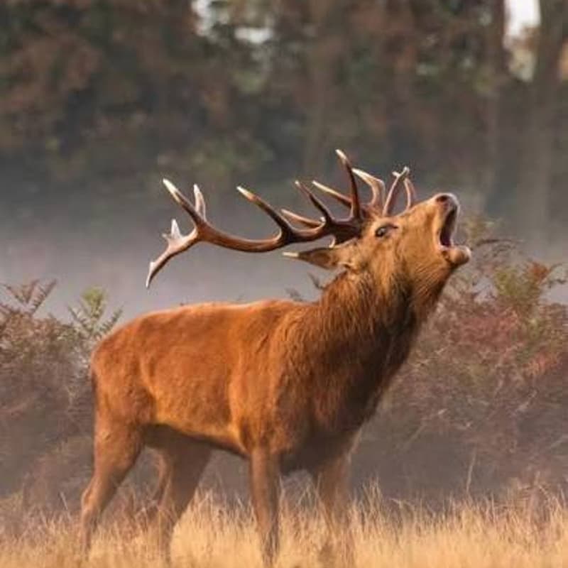 Cover Image for Tracking Richmond Park