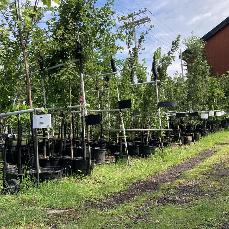 Cover Image for Visite de la pouponnière du GRAME ! 🌳