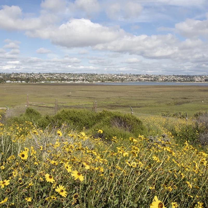 Cover Image for Guided Tour of UC San Diego's Kendall-Frost Mission Bay Marsh Reserve