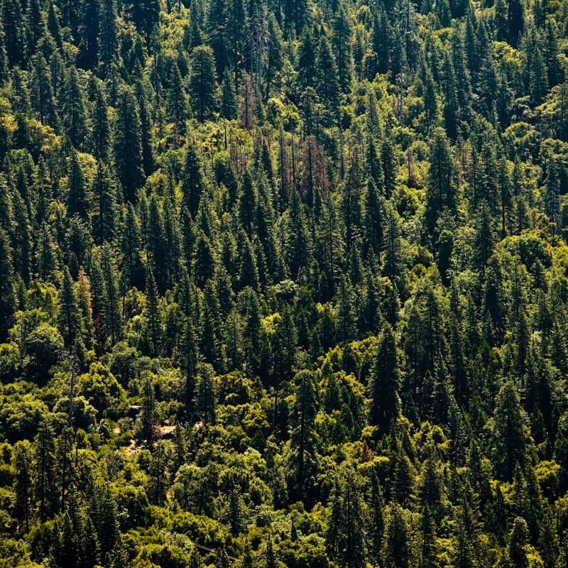 Cover Image for Dinner + Discussion With Blue Forest