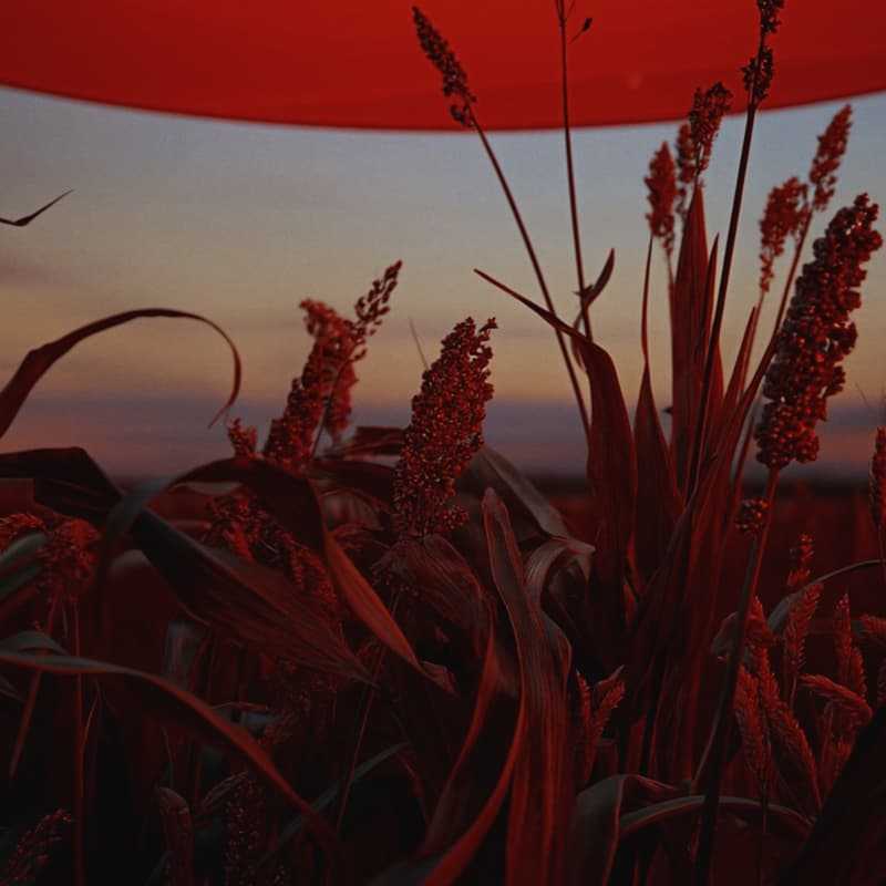 Cover Image for Members & Friends: Schering Stiftung