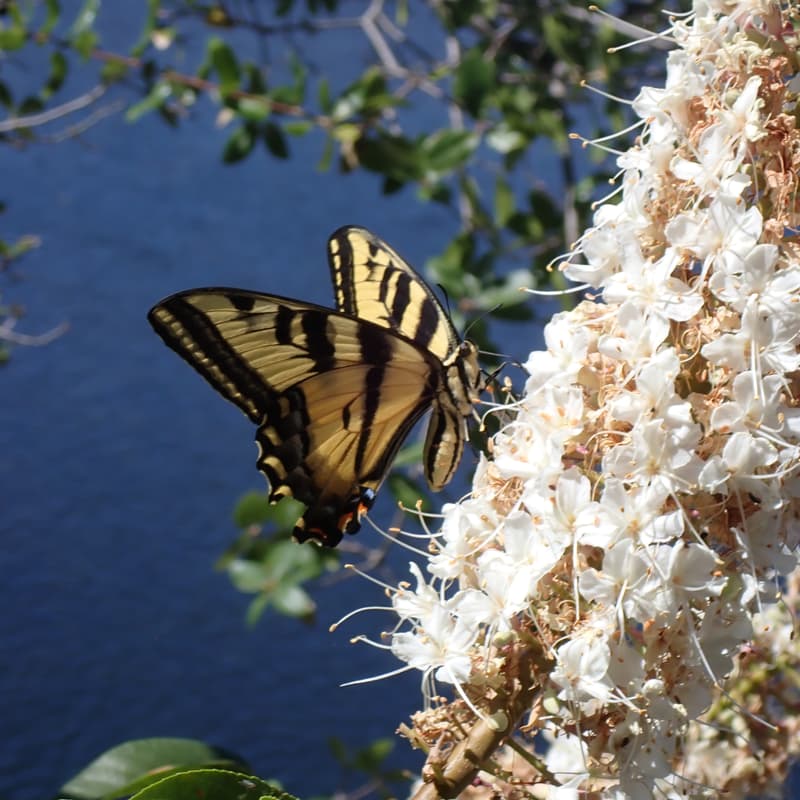 Cover Image for Native Plant Stewardship: Invasive Weed Pull