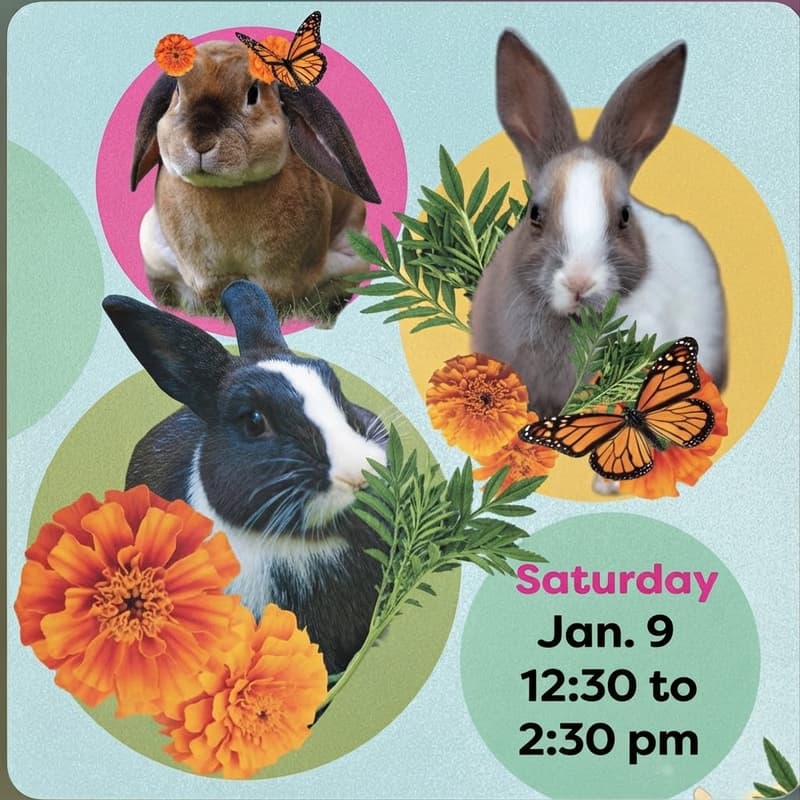Cover Image for Bunnies & Books: Storytime Adoption Event