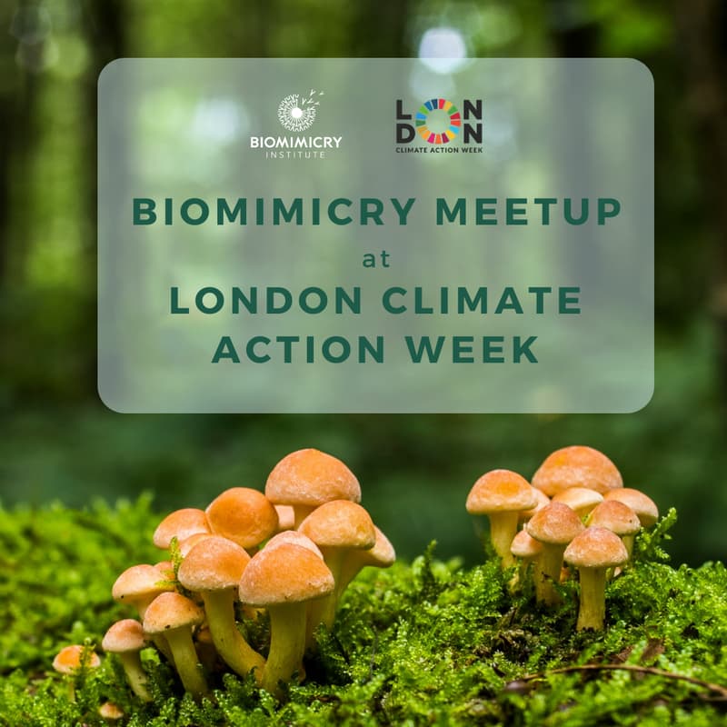 Cover Image for Biomimicry Meetup at London Climate Action Week