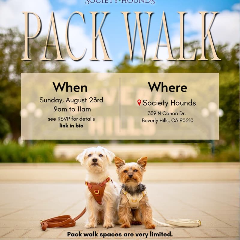 Cover Image for A Very Beverly Hills Pack Walk + Social