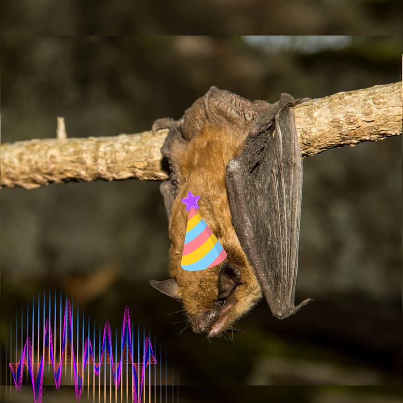 Cover Image for Bat Talk + Bat Walk + Bat Fashion Show 🦇 Conférence + marche + défilé de mode de chauves-souris