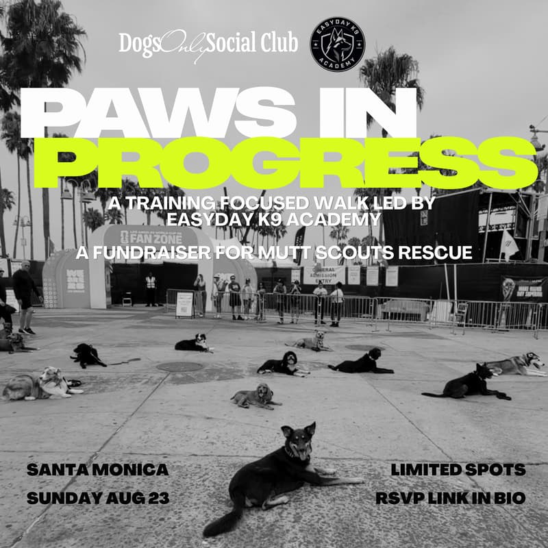Cover Image for Paws In Progress