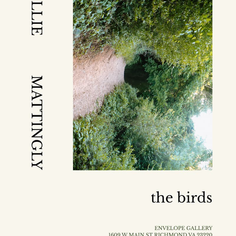 Cover Image for The Birds, photographs by Billie Mattingly