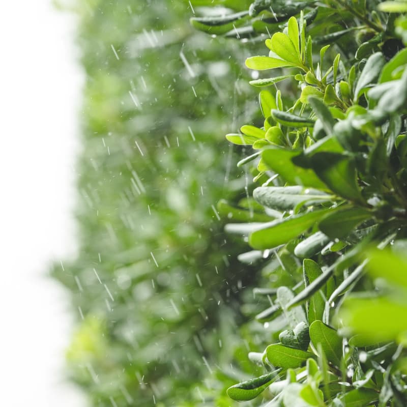Cover Image for Ciclo preparándonos para el invierno: Manual de Jardinería Preventiva