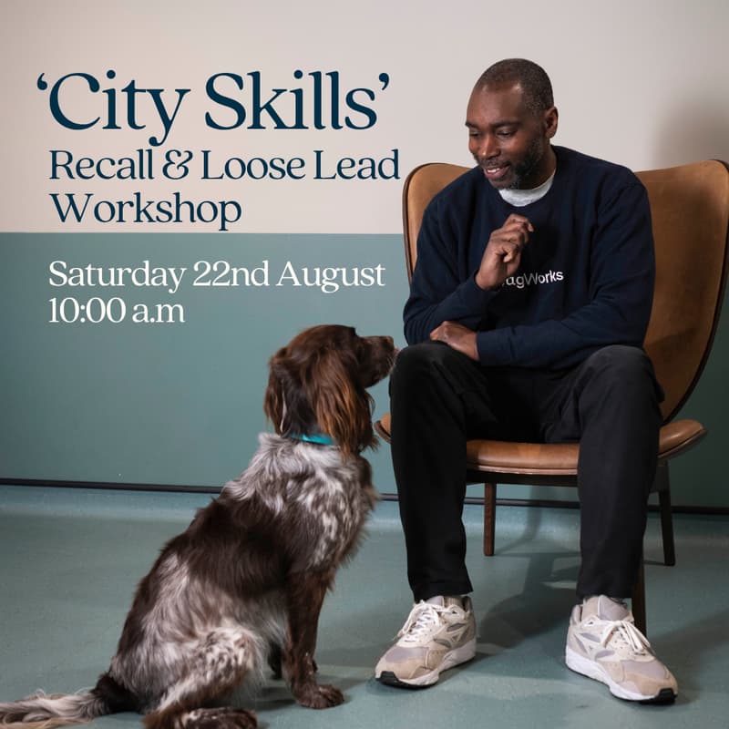 Cover Image for 'City Skills' Recall & Loose Lead Workshop