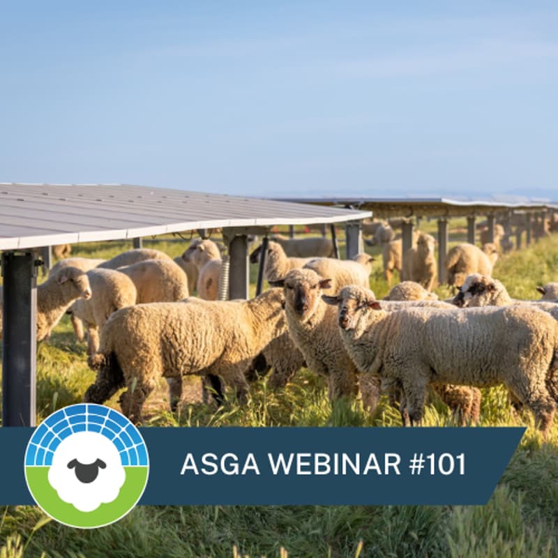 Cover Image for Grazing Plans for Solar Sites: A New Resource for Getting the Most Out of Sheep on Solar