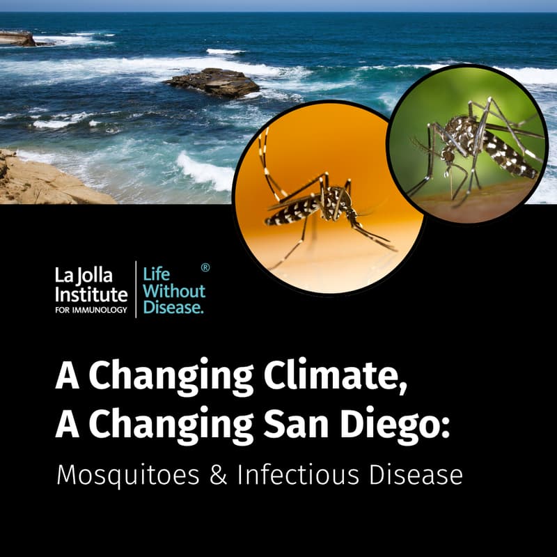 Cover Image for A Changing Climate, A Changing San Diego: Mosquitoes & Infectious Disease