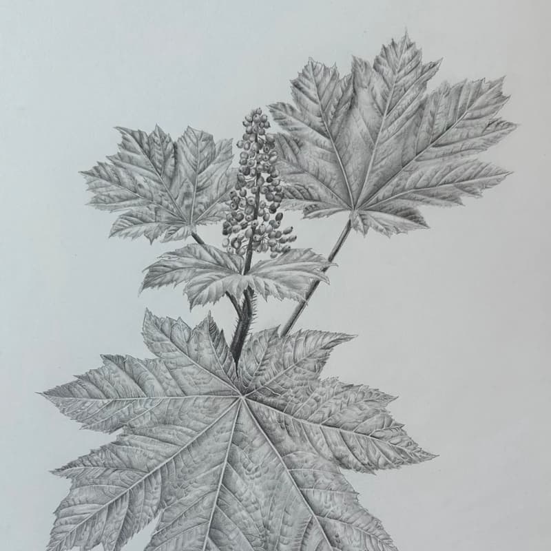 Cover Image for Botanical Drawing