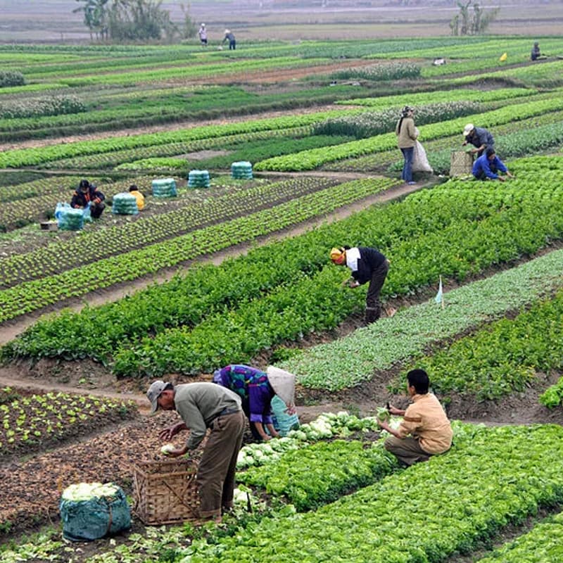 Cover Image for In Conversation with Raj Patel, co-chair of IPES-Food