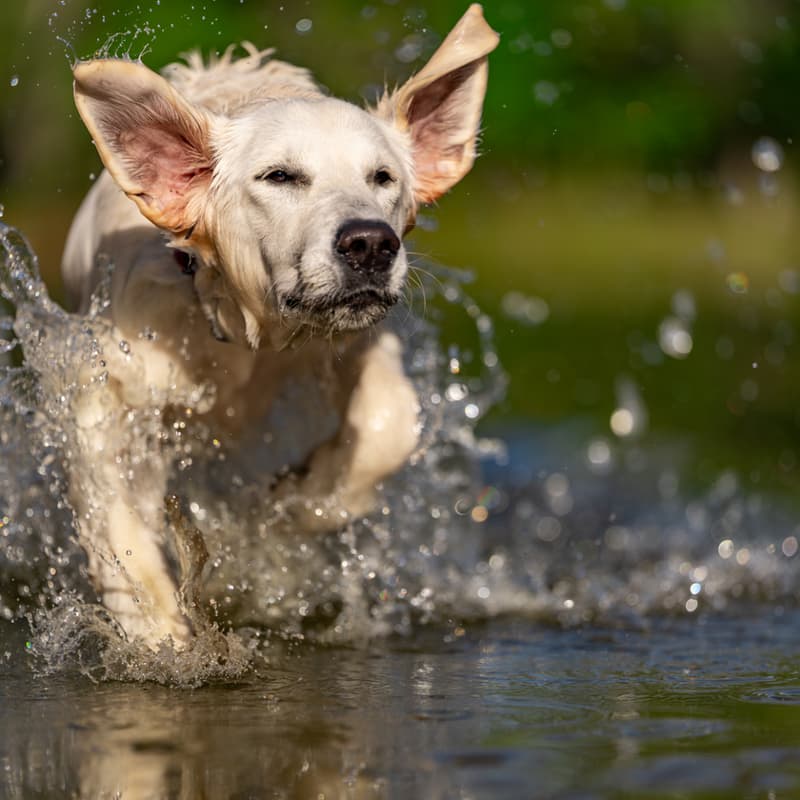 Cover Image for YETI Presents: Good Dog, Great Shot