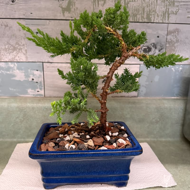 Cover Image for Bonsai Workshop