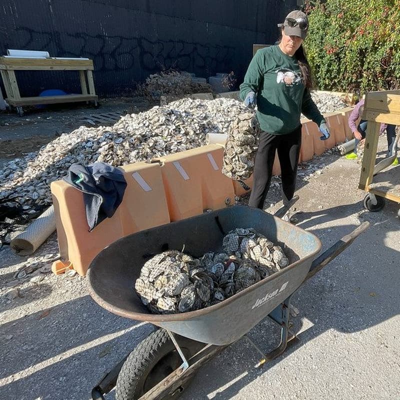 Cover Image for Oyster Shell Recycling Program