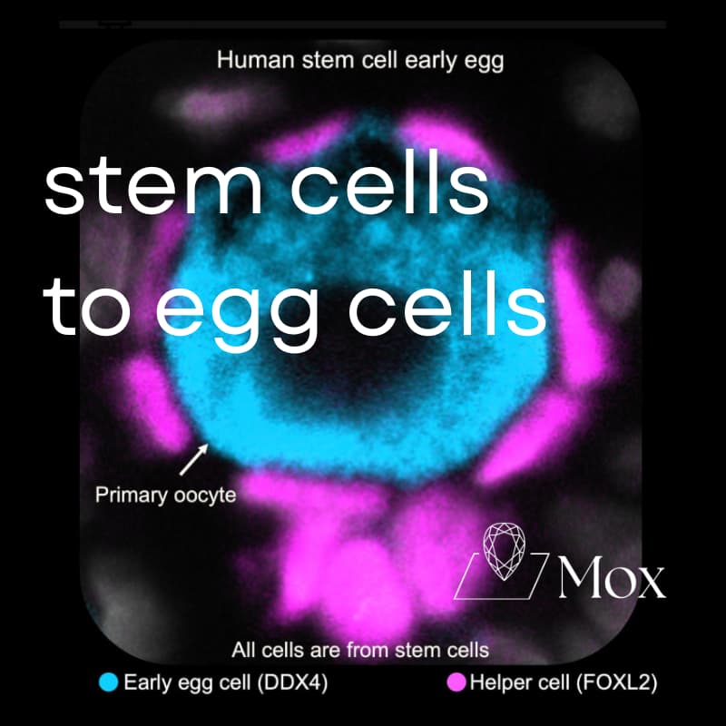 Cover Image for Stem Cells to Eggs Cells: Fireside Chat with CEO of Conception, Matt Krisiloff