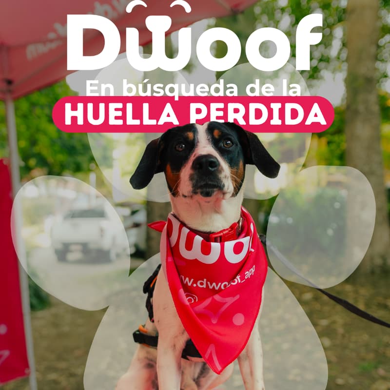 Cover Image for Dwoof Challenge: En Busca de la Huella Perdida
