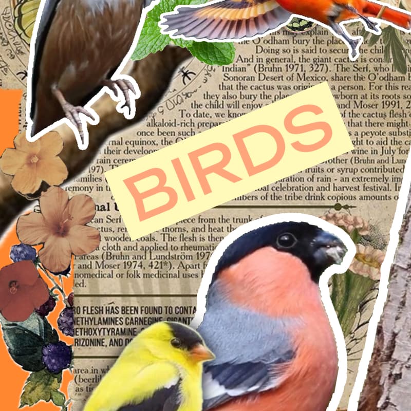 Cover Image for Wild In The City: A Morning Bird Walk In Central Park