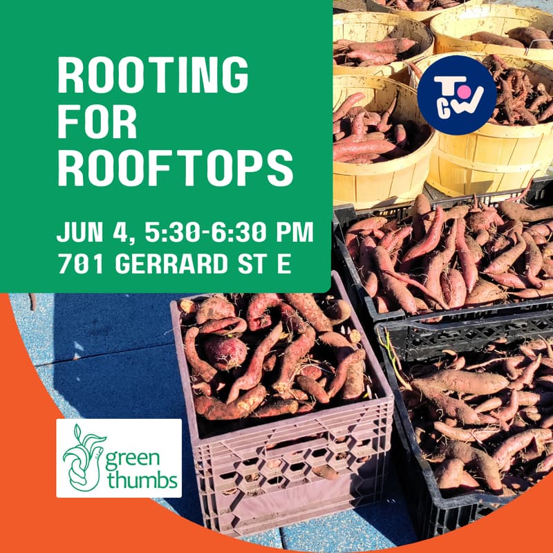 Cover Image for Rooting for Rooftops - Eastdale Collegiate School Garden