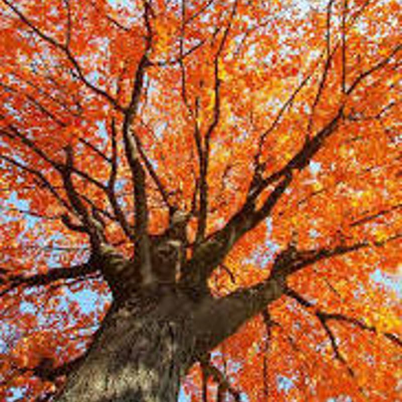 Cover Image for The Holiday Exhale- Nervous System Reset