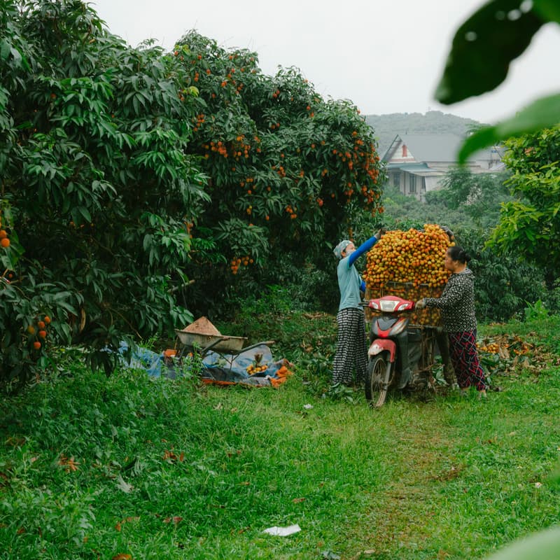 Cover Image for Agroforestry & Agri-Based Carbon Projects in the Global South — A 360° View