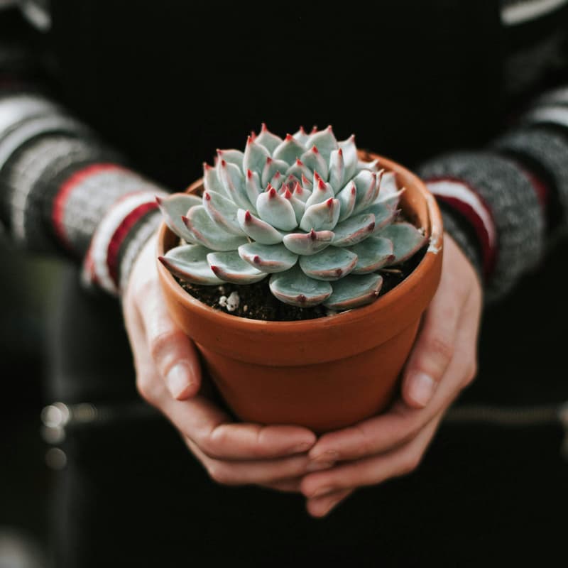 Cover Image for 🪴Offline Women Discuss Climate and Swap Plants