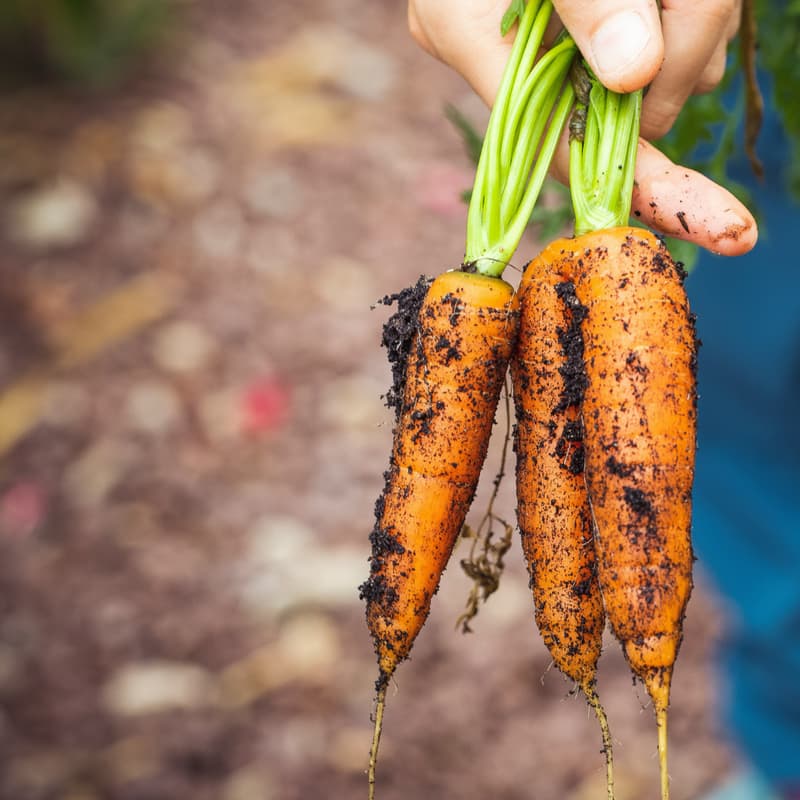 Cover Image for Webinar: Nachhaltige Gemeinschaftsgastronomie / Restauration collective durable / Ristorazione collettiva sostenibile