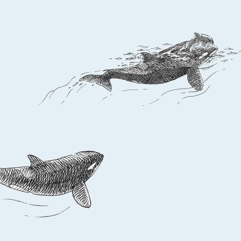Cover Image for Motherhood and Interspecies Solidarity in a Time of Climate Crisis