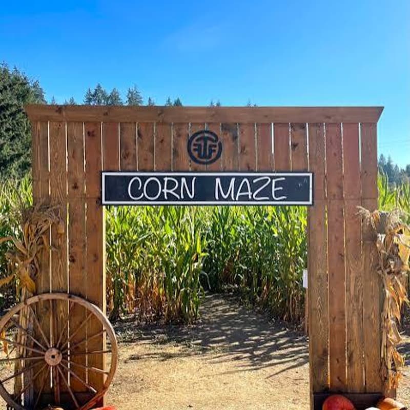 Cover Image for Family Pumpkin Patch With AMFM and Sisu Healing Partners