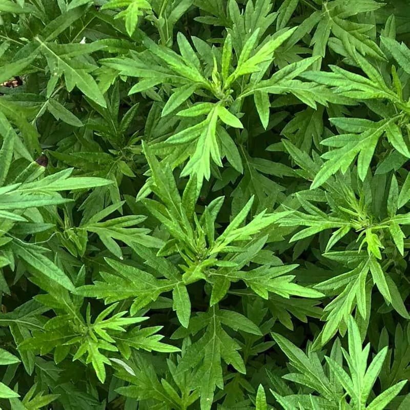 Cover Image for Mugwort Magic & Chemistry Workshop