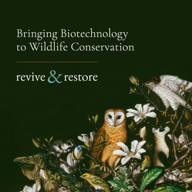 Cover Image for Bringing Biotechnology to Wildlife Conservation