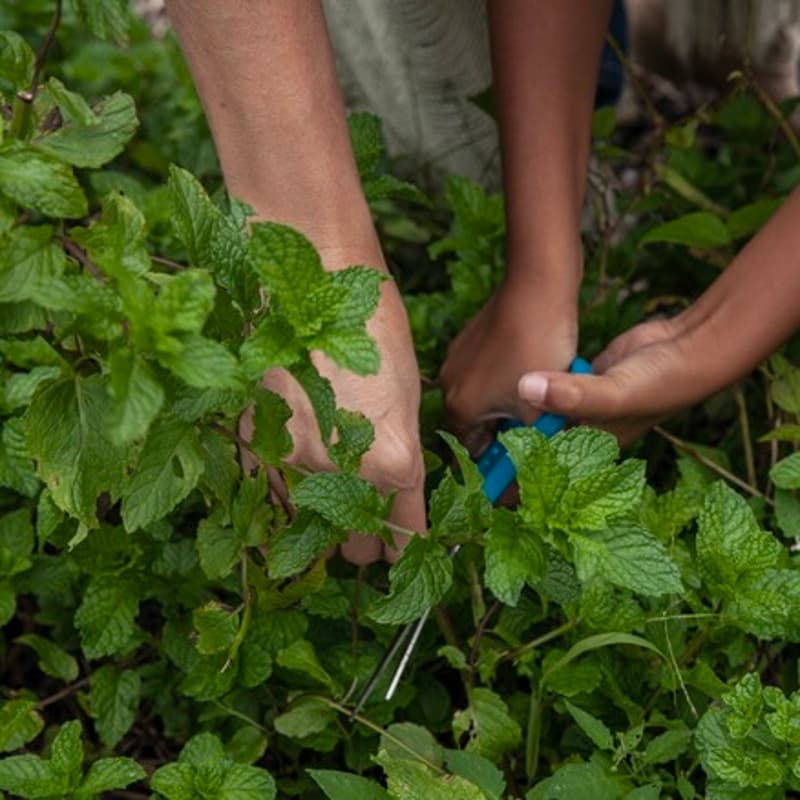 Cover Image for Mint Plant Variety Workshop