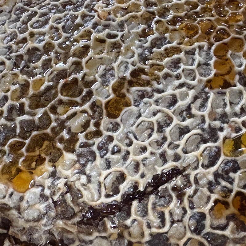 Cover Image for Introduction to Beekeeping - with Kamiti
