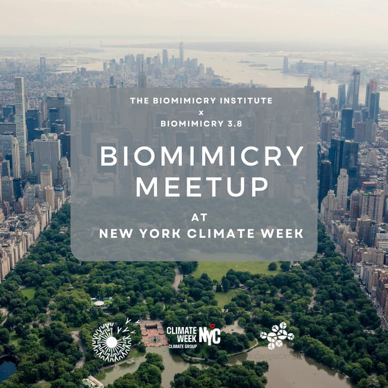 Cover Image for Biomimicry Meetup at New York Climate Week