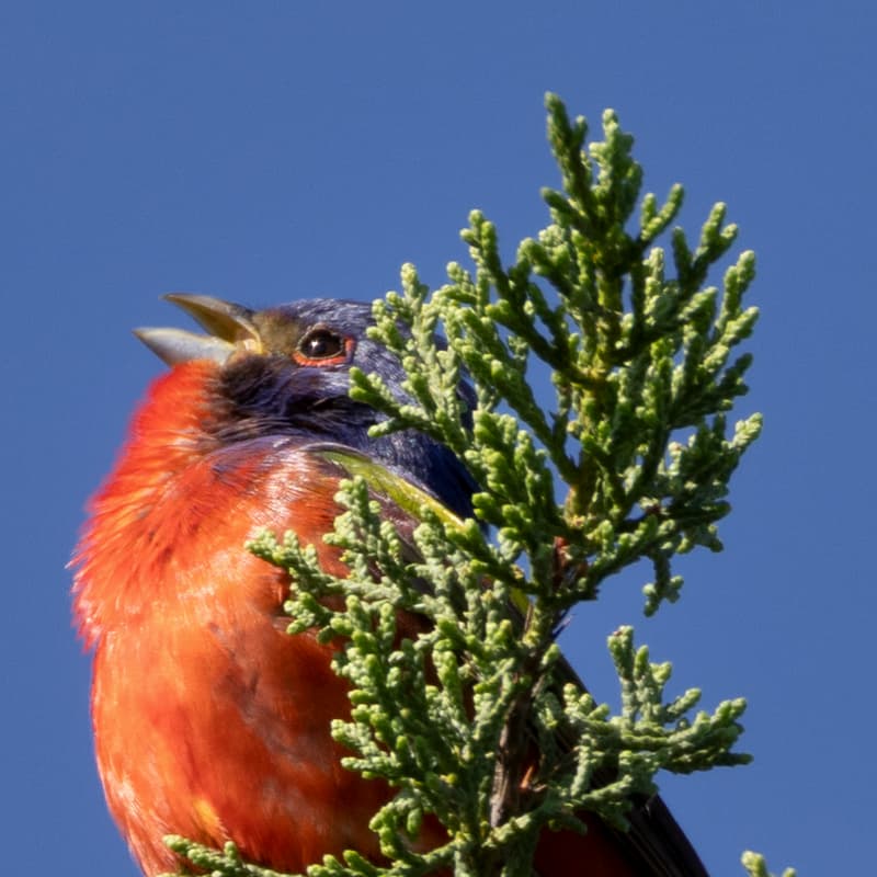 Cover Image for ATX Birding Walk + Social